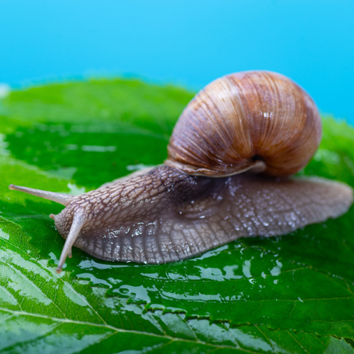 Snail Mucin