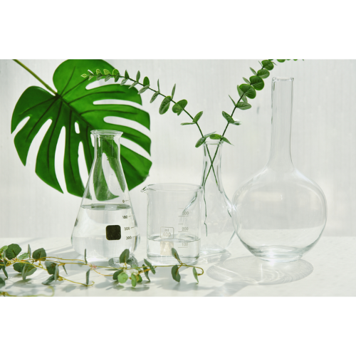 Gymsegbe | Hinoki Cypress in Lab