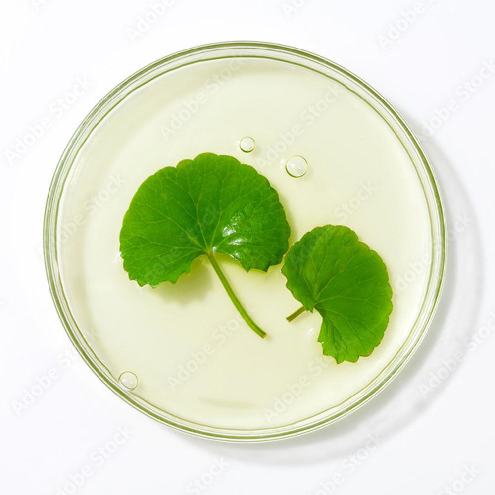 centella-asiatica-extract