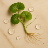 Green leafy plant with roots and water droplets on a beige background