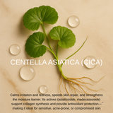 Centella Asiatica plant with droplets on a beige background