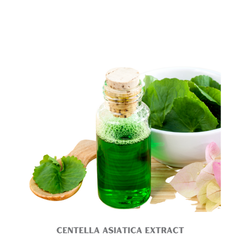 centella_asiatica_