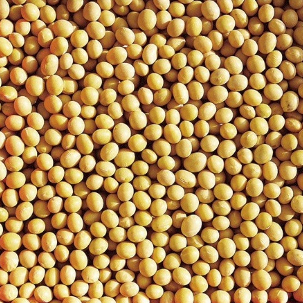 SOYBEAN-FERMENT