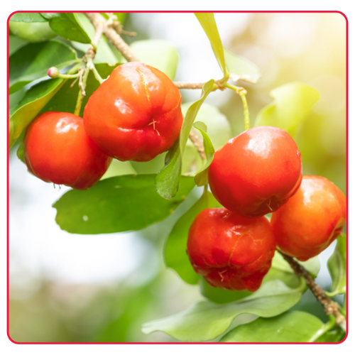 Gymsegbe | Acerola Fruit Plant