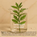 benefits of artemisia montana