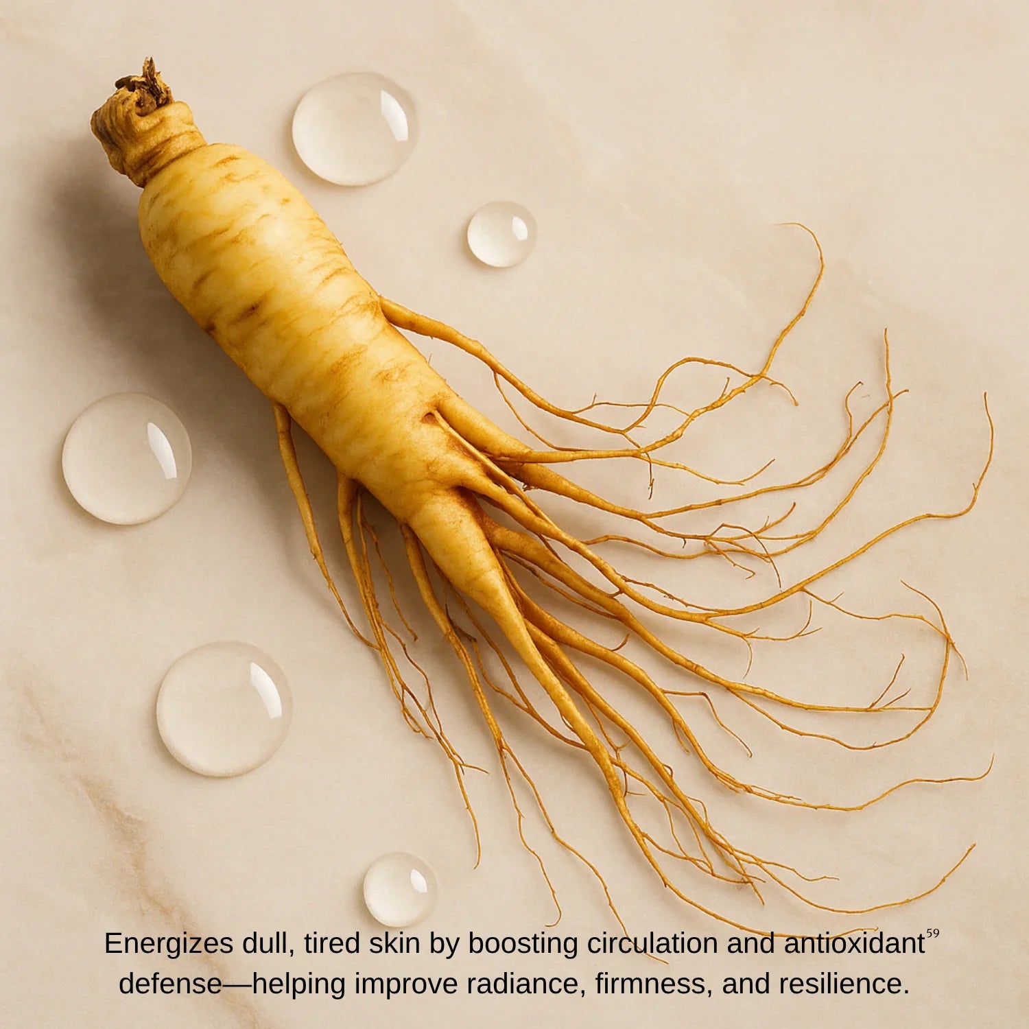 Ginseng root with water droplets on a beige background